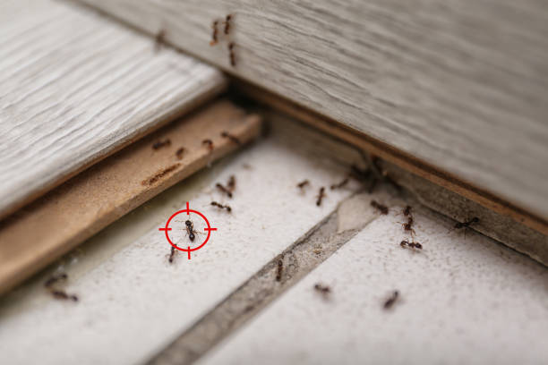 Best Insect Control  in Whitefish, MT