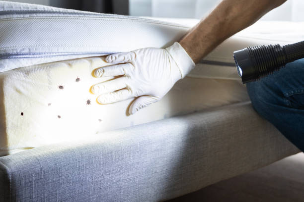 Best Ant Control Services  in Whitefish, MT