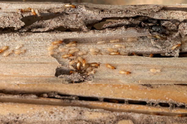 Best Pest Removal Services  in Whitefish, MT