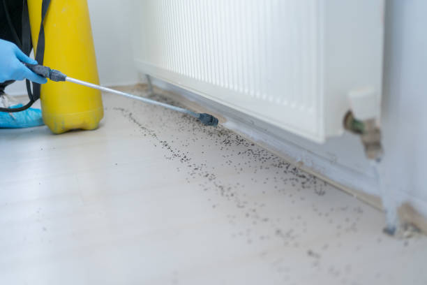 Best Flea Control Services  in Whitefish, MT